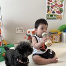 강아지를 부탁해(돌봄) 이미지