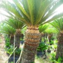 금성농장 이미지