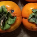 감나무한의원 이미지