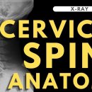 C-spine X-ray interpretation 이미지