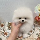 부산강아지분양 앨리펫 이미지