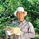 매실해독친환경농장 | 매실청 담그는 레시피, 강화도 20년 매실나무로 담근 매실청 올리고당으로 발효 잘 되는 법까지