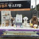 펫스티발
