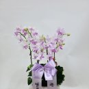 사동그린꽃 이미지