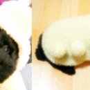 하우스독 이미지