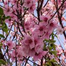 배꽃(梨花)과 자두꽃(李花)은 한자 표기가 다르므로 구분해 쓰셔야 합니다. 이미지