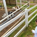 유대목장 이미지