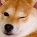 본피씨 이미지
