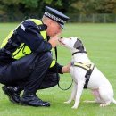 반려동물 펫시터 자격증 과정 이미지