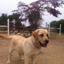 프란다스의 개 이미지