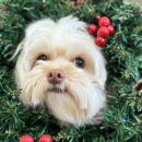 리본반려견 유치원 이미지