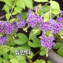 자스민 이미지