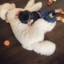 네발총총 이미지