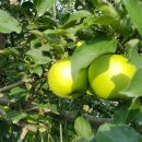 농원농장 이미지