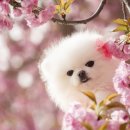 이프동물의료센터 이미지