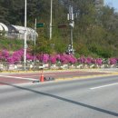 예중약국 Daum카페