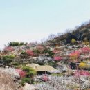 매화1길 이미지