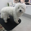 그루메이트 Groomate 이미지