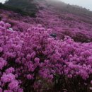 ** 출발확정 ** [울산안내산악회] 4월18일(토) 대구 비슬산 참꽃 산행 블랙야크100대명산 이미지