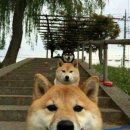다단