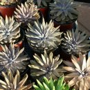 박정숙 농장 이미지