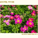 작약정원 이미지
