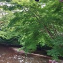 ③담양. 백양사. 내장사 탐방(2026.06.07.) 이미지