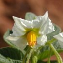 강아지풀 이미지