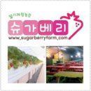 슈가베리