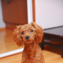 뽀삐뽀삐 이미지