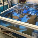 멍이올래 이미지