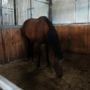 말보르승마장 이미지