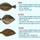 도다리 이미지