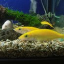 황쏘가리 이미지