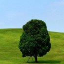 나무가 꿈꾸는 집 이미지