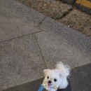 송이소반