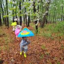 4월 5일 비오는 날 숲 산책& 김치전,두릅전 만들기(요리) 이미지