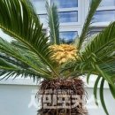 고흥-10호 이미지