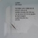 소금쟁이 이미지