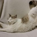 가방위에 고양이 이미지