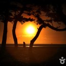 몽산포 송림 이미지