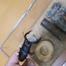 장풍이닷컴 이미지