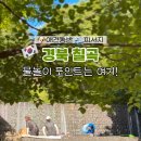 금화애견 이미지