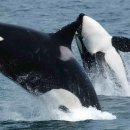 고래반점 이미지