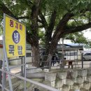 버드나무도토리묵밥집 이미지