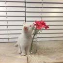 솜솜이네 이미지