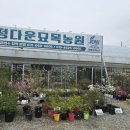 정다운목장 | 평택꽃집 정다운묘목농원, 남사화훼단지 야외묘종 가득했던 방문 후기!