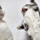 현대 강아지＆고양이 | [2024년 4월] 새로 출시된 고양이(강아지)보험 가입 후기 (현대해상, 메리츠 펫보험 보장 및 금액)