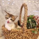 도그마루 강아지 고양이 울산점 이미지