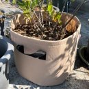 도토리 정원 이미지